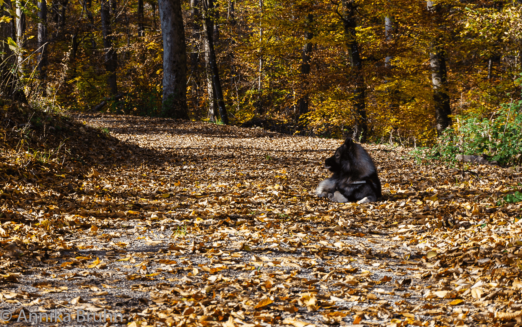 um Q herum ist überall der Herbst zu sehen